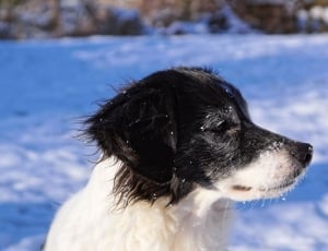 white and black short coat dog thumbnail