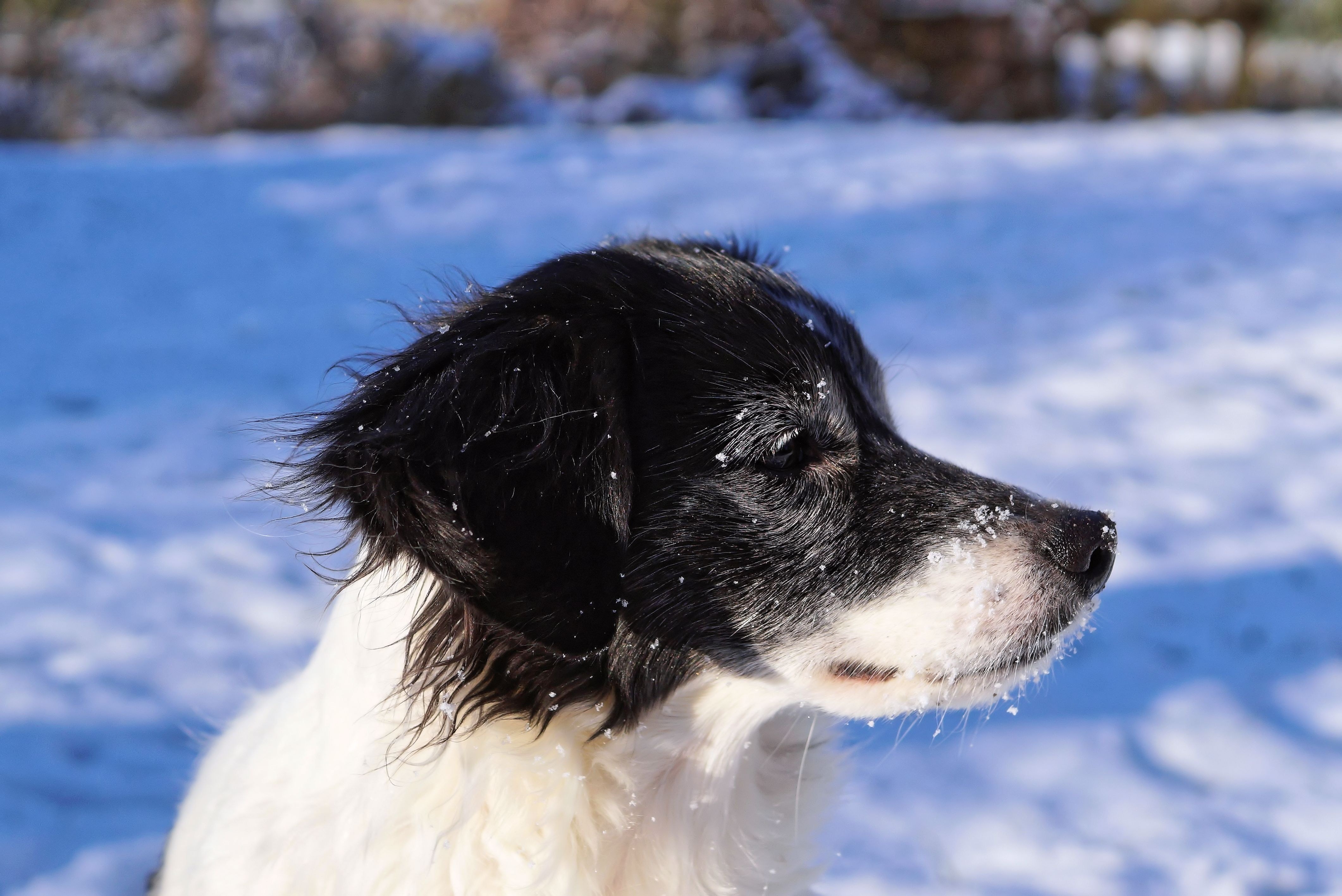 white and black short coat dog