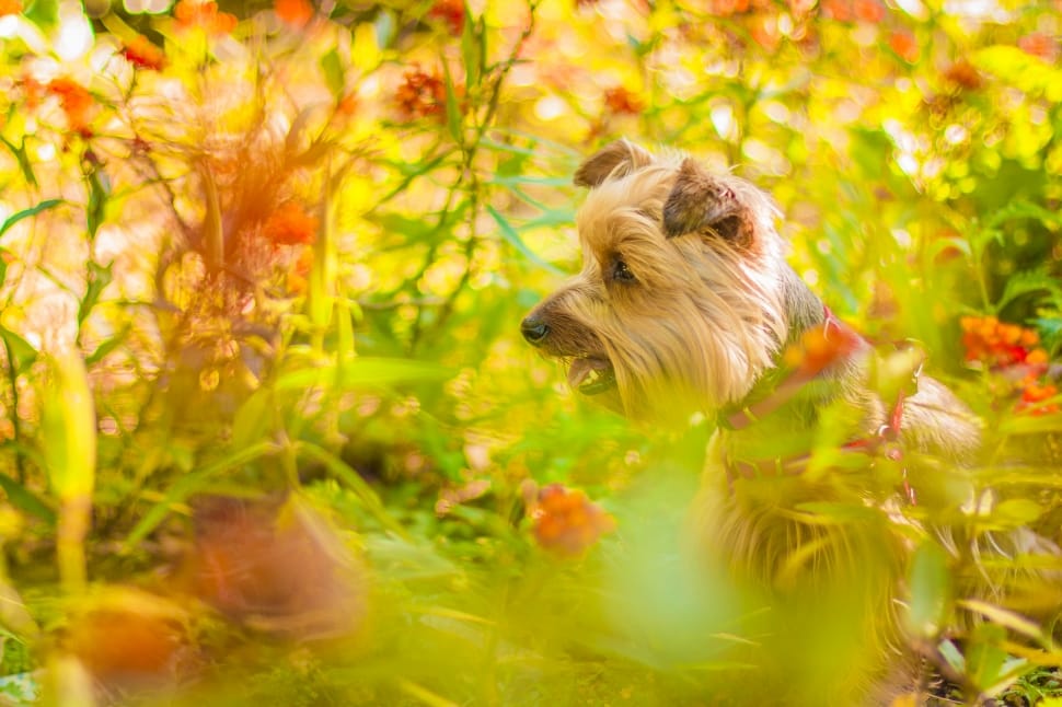 fawn long coated dog surrounded by flowers preview
