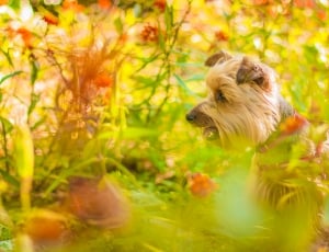 fawn long coated dog surrounded by flowers thumbnail
