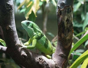 Banded Fiji Iguana, Reptile, Striped, reptile, one animal thumbnail
