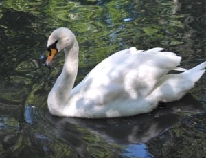 white goose on body of water thumbnail