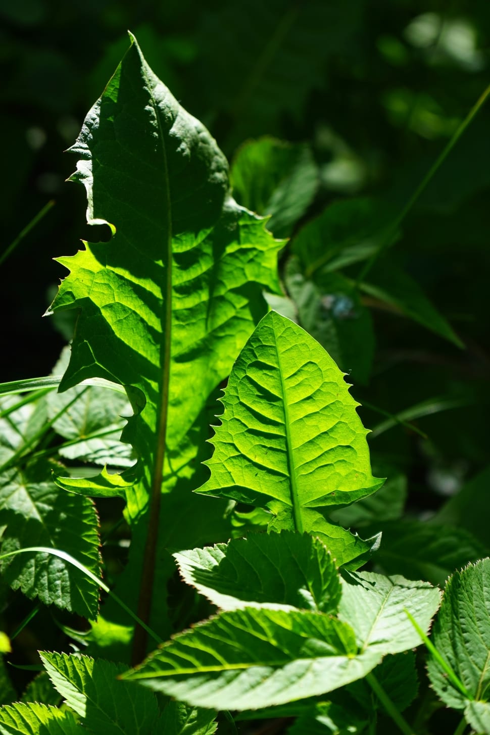 Dandelion, Leaf, Green, Shine Through, leaf, green color preview