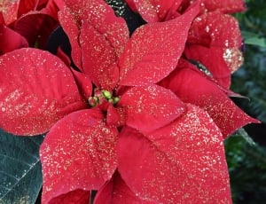 Christmas, Poinsettia, Red, Blossom, red, drop thumbnail