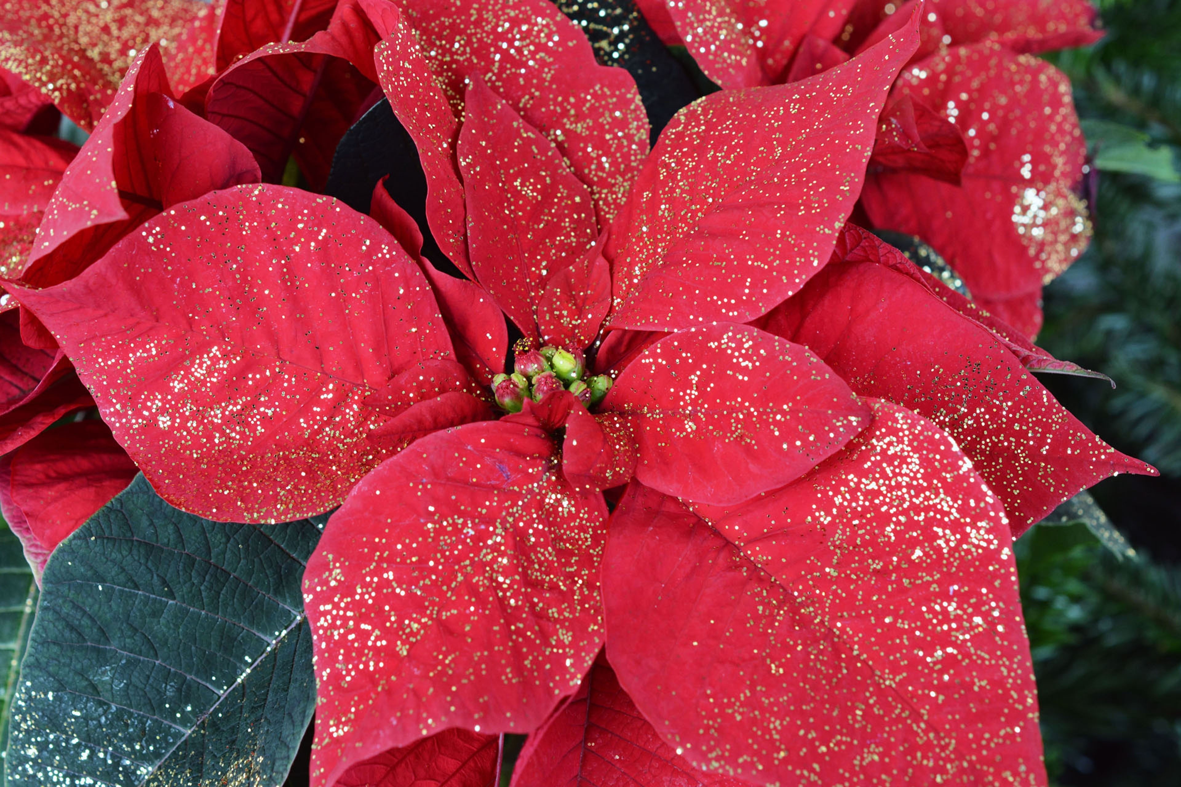 Christmas, Poinsettia, Red, Blossom, red, drop
