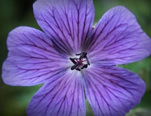purple 5 petaled flower thumbnail