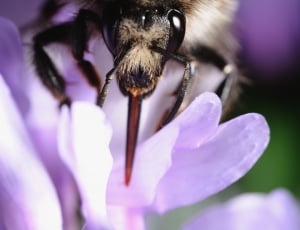 black and brown Bee pollinating the flower thumbnail