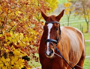 Reiterhof, Horse, Brown, Ride, Animal, autumn, leaf thumbnail