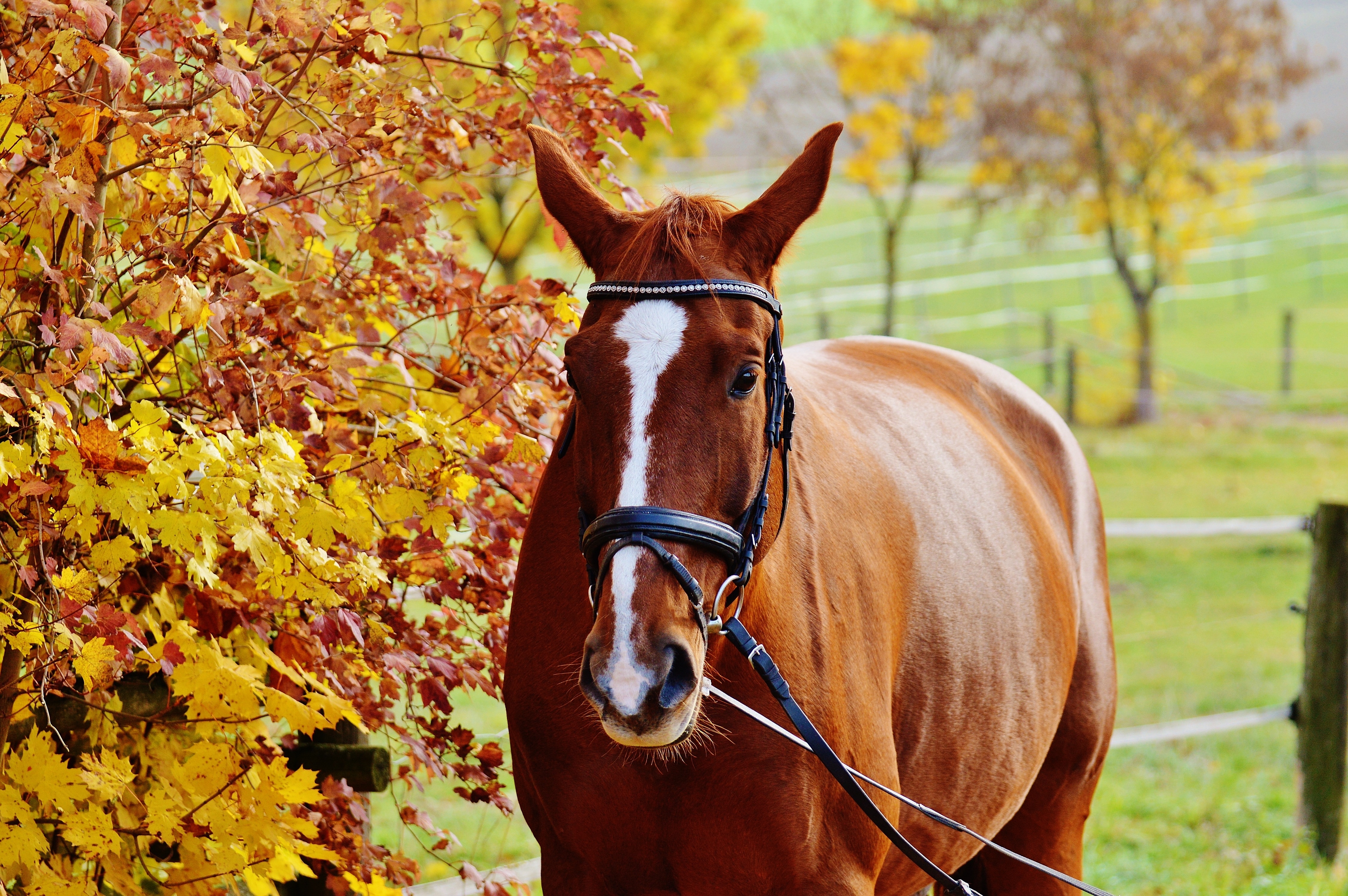 Reiterhof, Horse, Brown, Ride, Animal, autumn, leaf