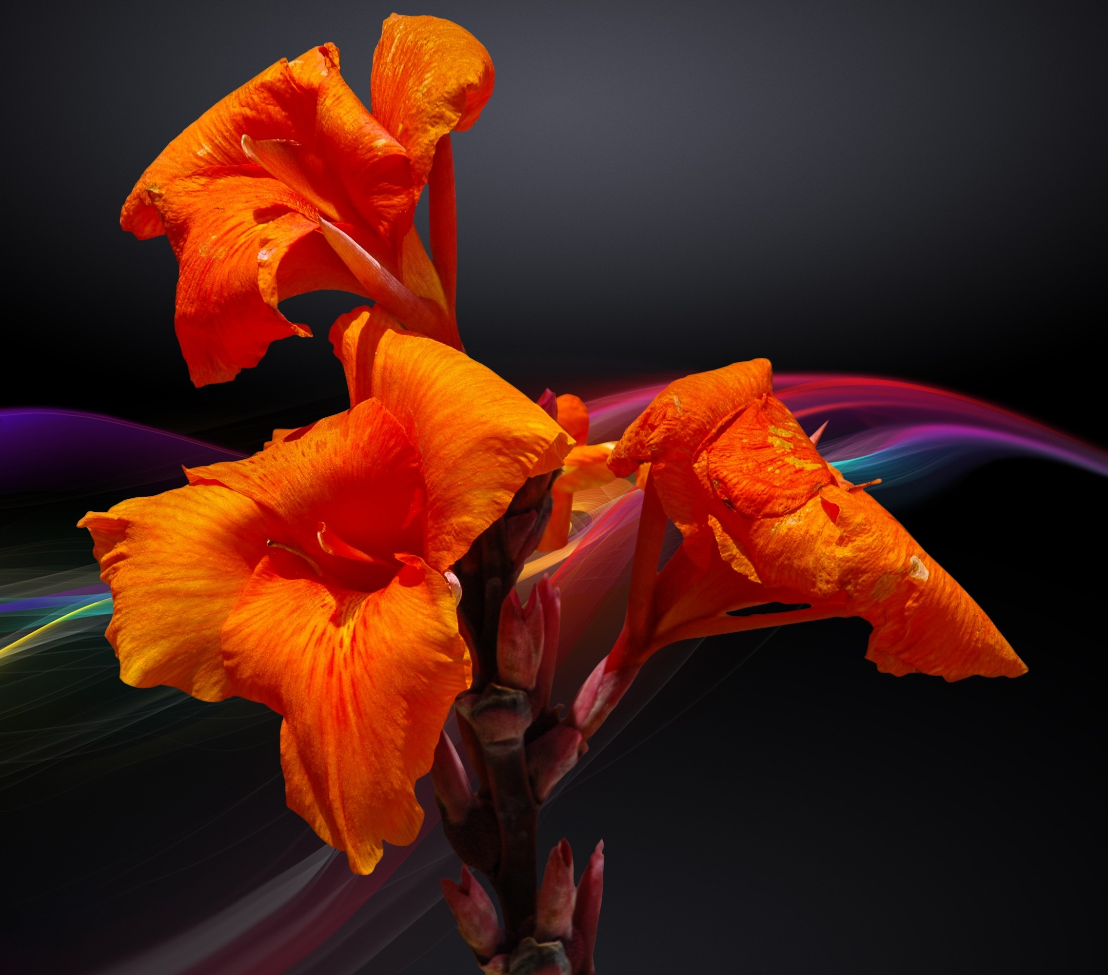 orange canna lily