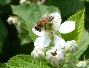 Honey Bee perched on white flower pollen thumbnail