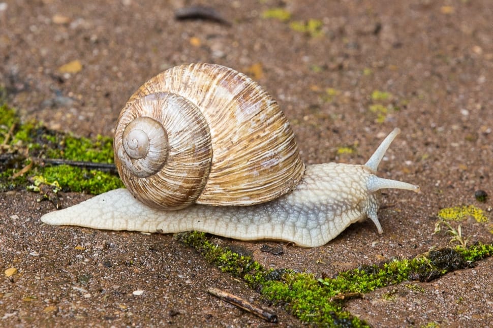 white and brown shell snail preview