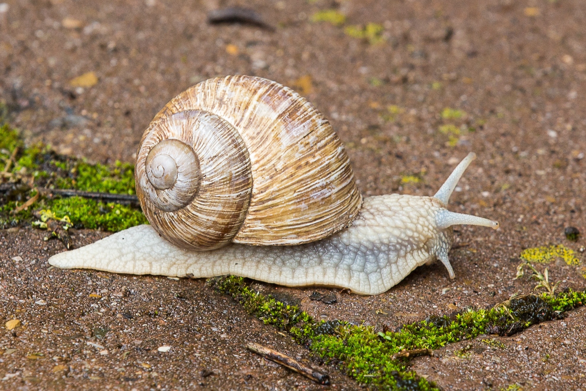 white and brown shell snail