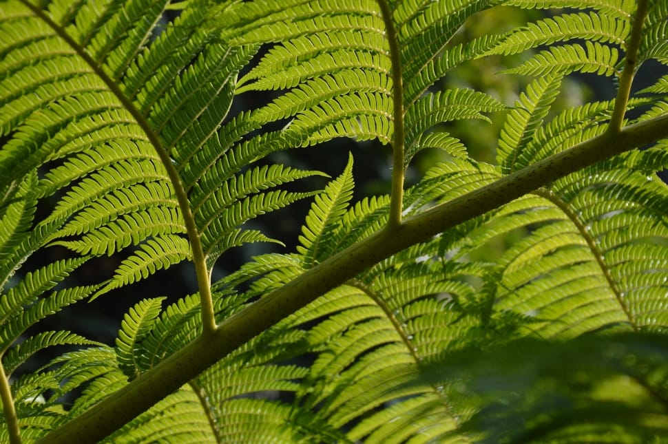 Tropical, Leaf, Branch, Fern, Leaves, leaf, green color preview