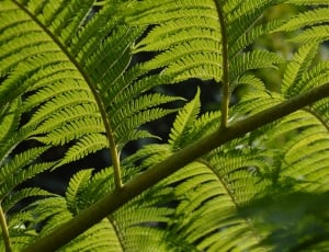 Tropical, Leaf, Branch, Fern, Leaves, leaf, green color thumbnail