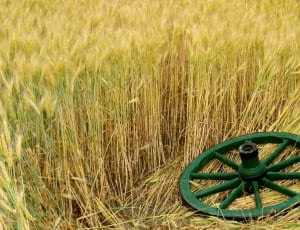 green carriage wheel on wheat field during daytime thumbnail