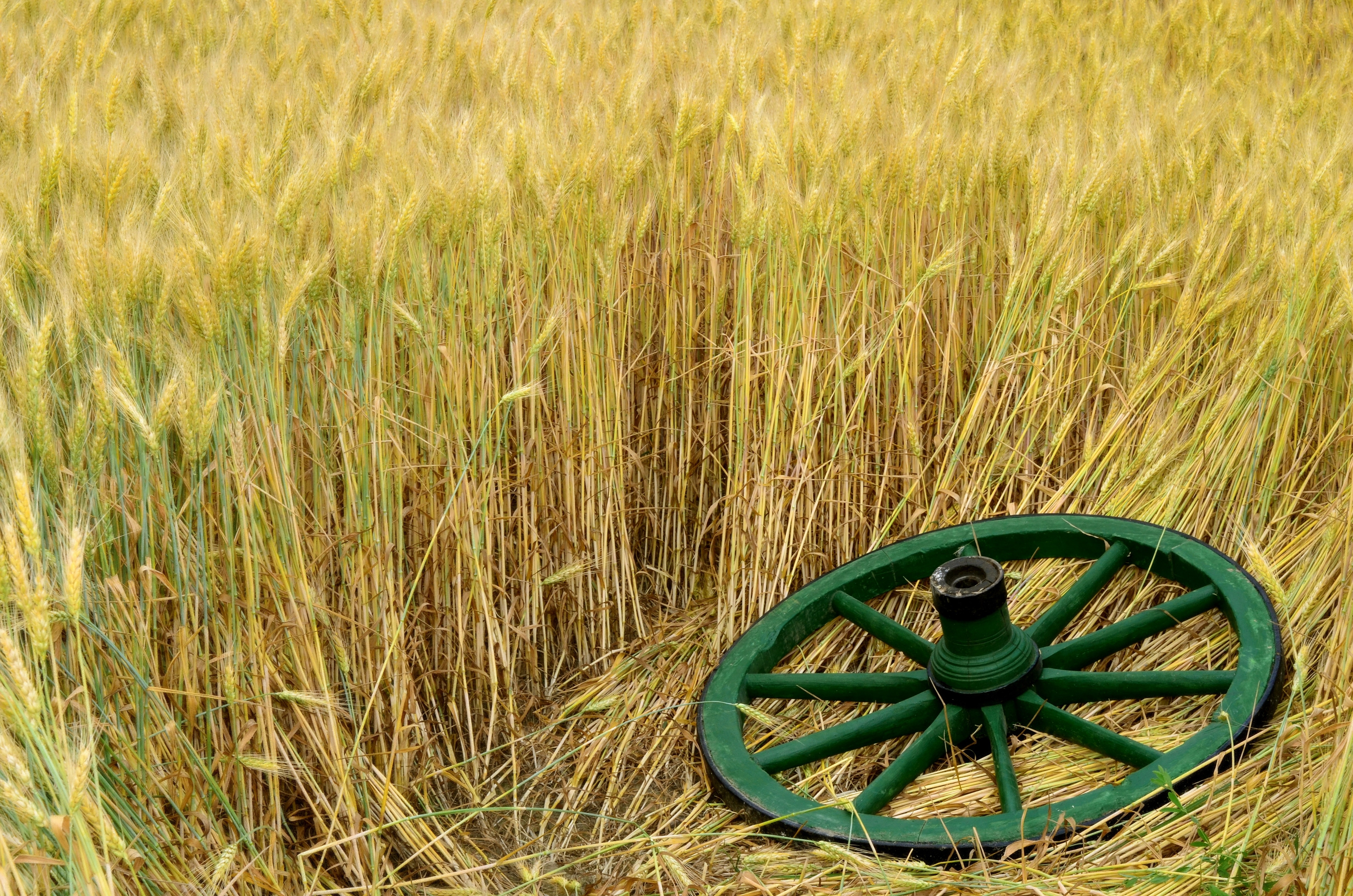 green carriage wheel on wheat field during daytime