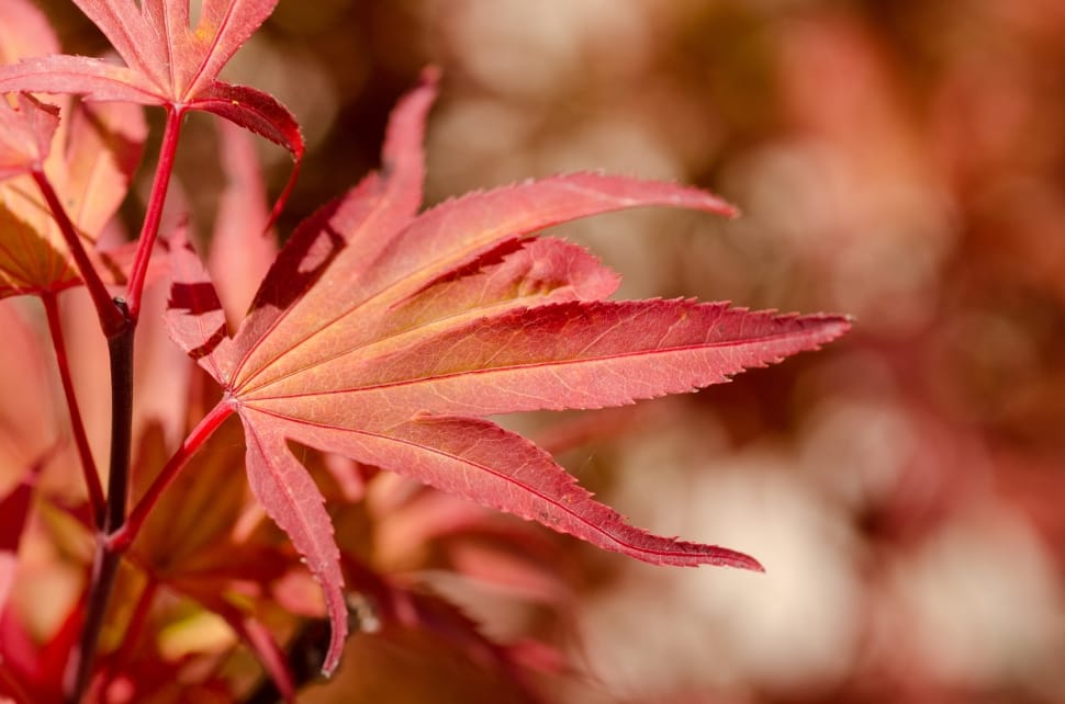 red leafed flower preview