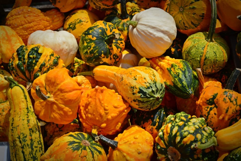 bunch of squashes preview