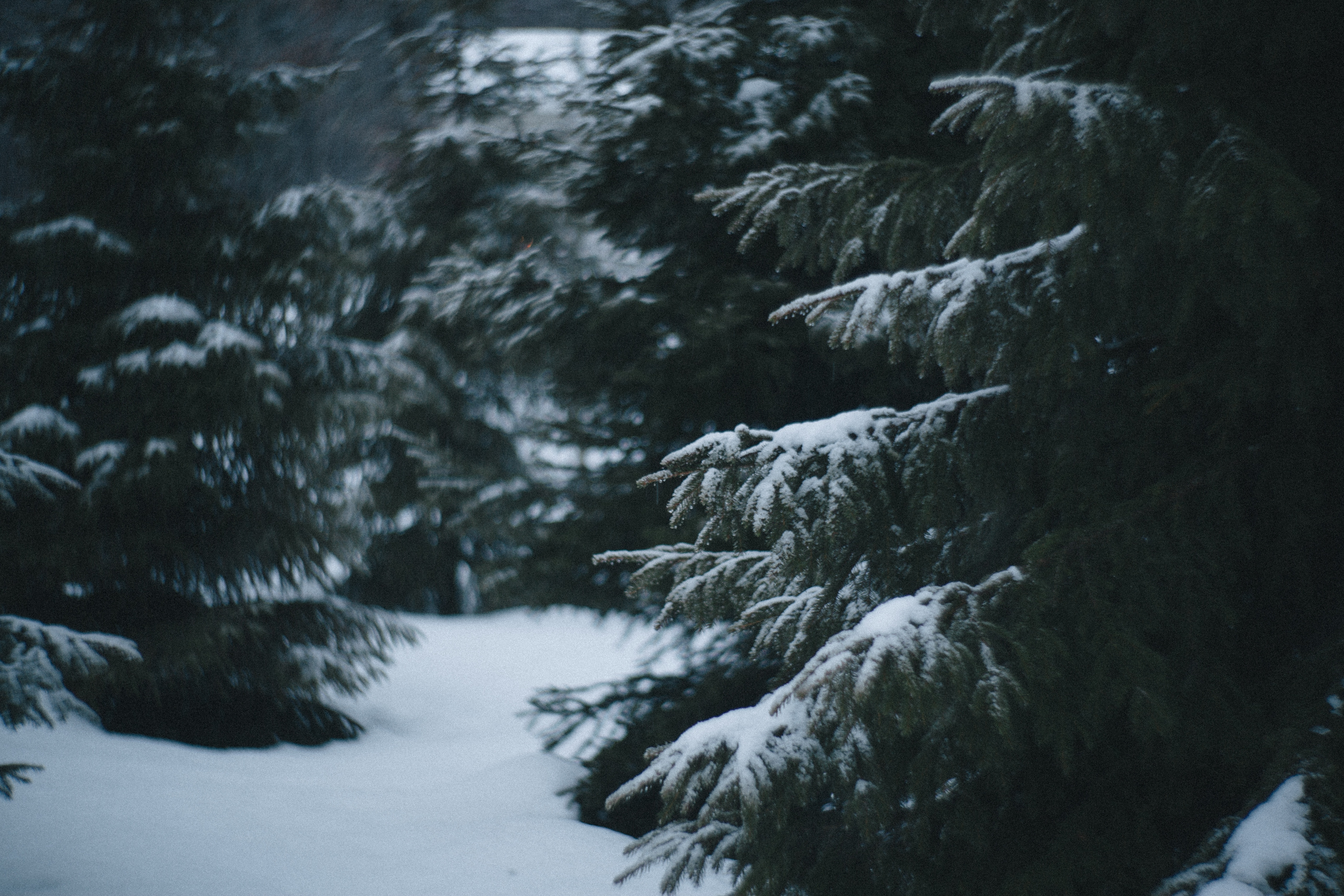 Winter grind. Лес зимой Эстетика. Лес в снегу Эстетика. Заснеженный лес Эстетика. Снежный лес Эстетика.