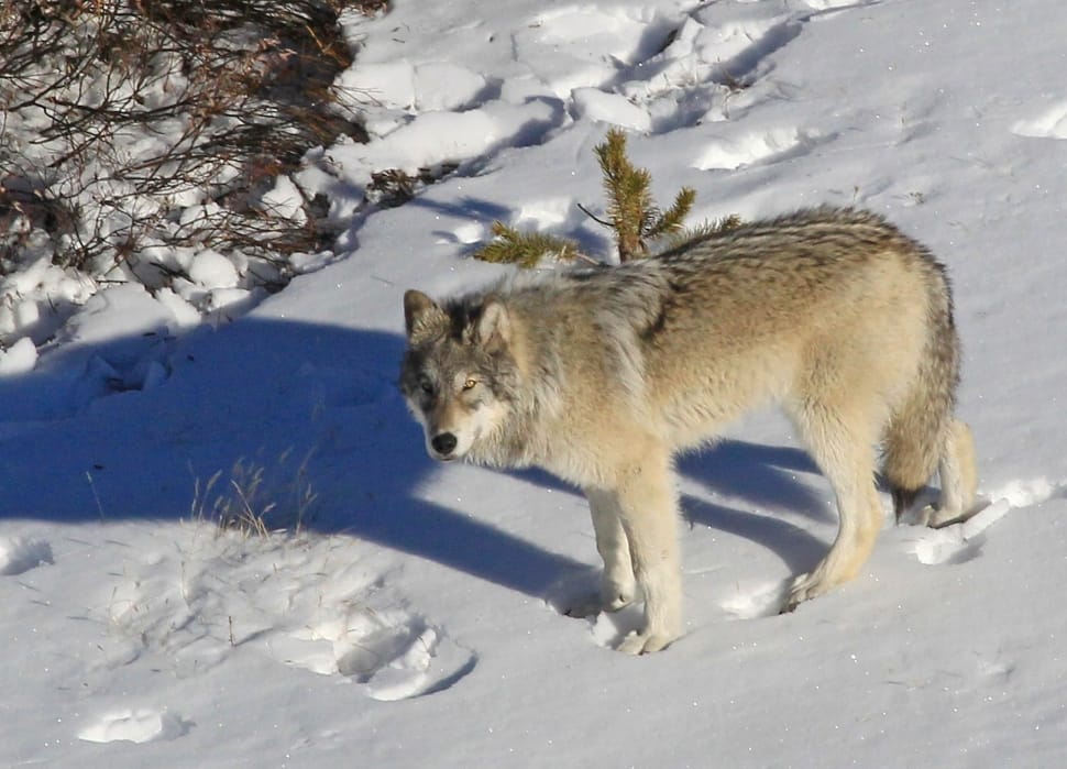 Wildlife, Wolf, Predator, Snow, Lone, snow, winter preview