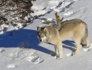 Wildlife, Wolf, Predator, Snow, Lone, snow, winter thumbnail
