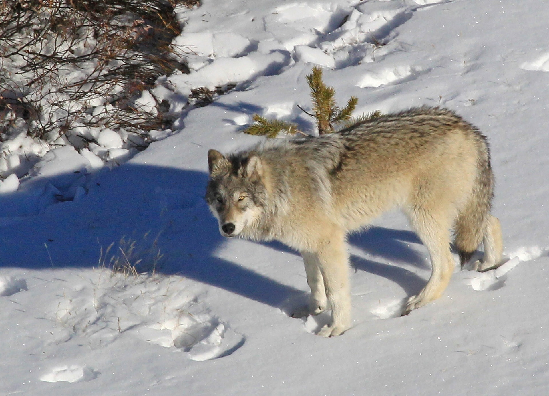Wildlife, Wolf, Predator, Snow, Lone, snow, winter