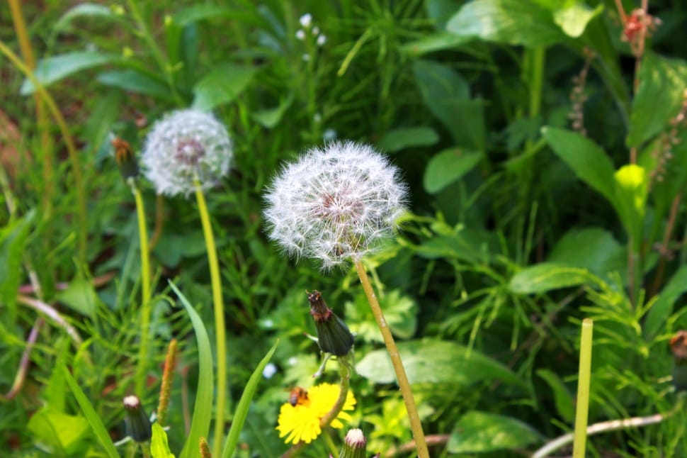 Plants, Flowers, Dandelion Seeds, flower, growth preview
