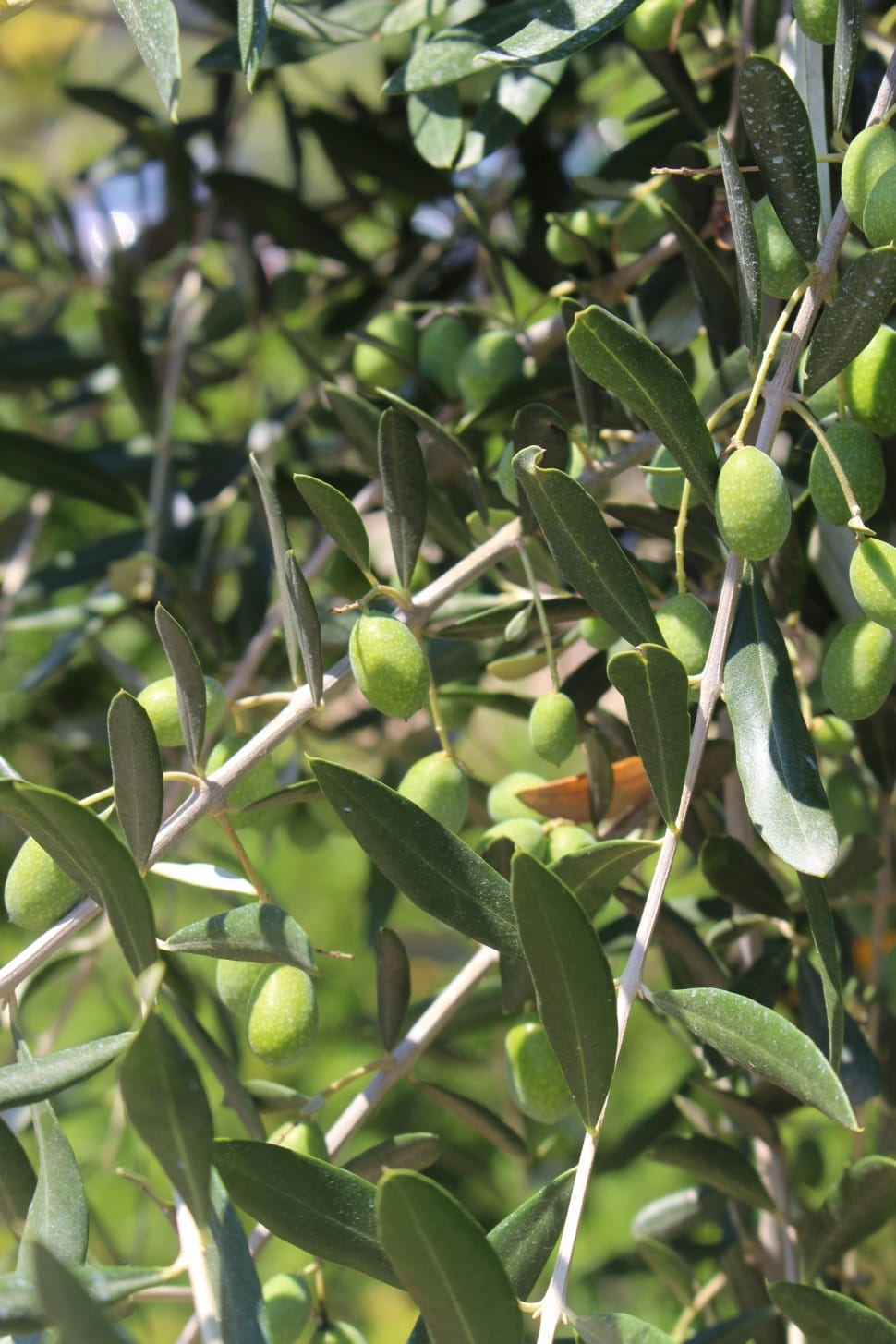 Olive, Plant, Green Leaves, Natural, growth, green color preview
