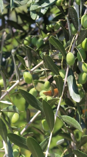 Olive, Plant, Green Leaves, Natural, growth, green color thumbnail