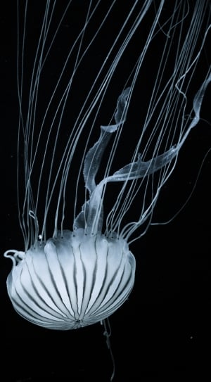 person taking photo of white jellyfish thumbnail