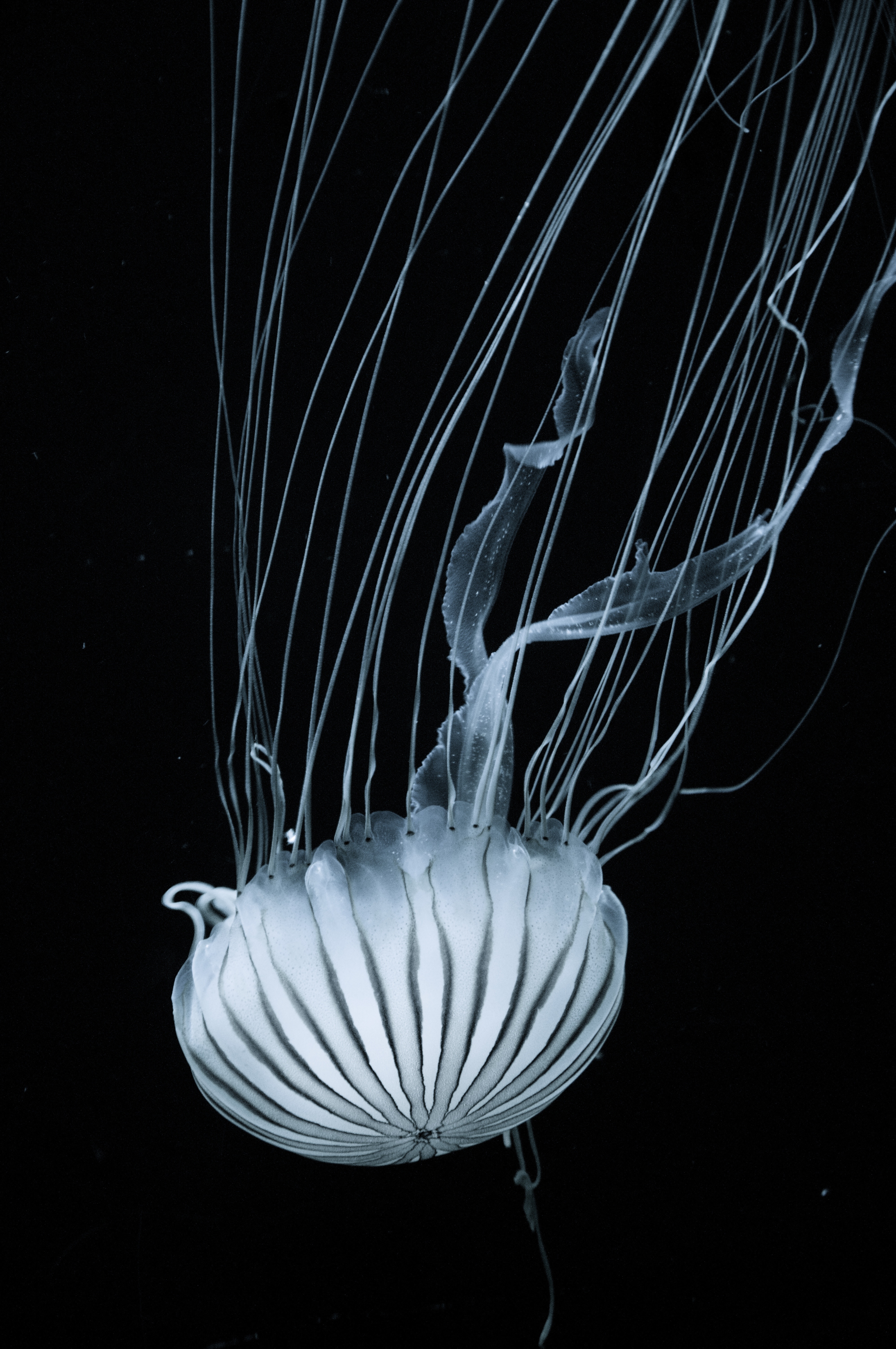 person taking photo of white jellyfish