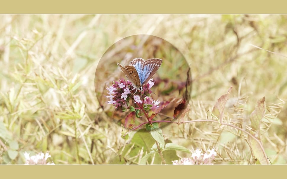Blue, Background, Butterfly, Screen, flower, one animal preview