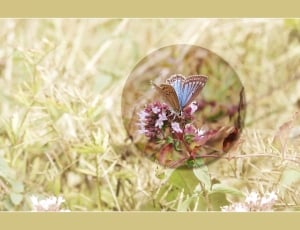 Blue, Background, Butterfly, Screen, flower, one animal thumbnail