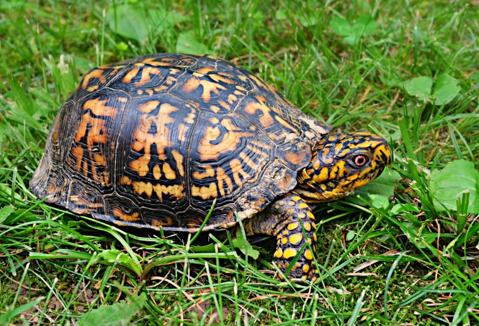 turtle crawling on ground with grass preview