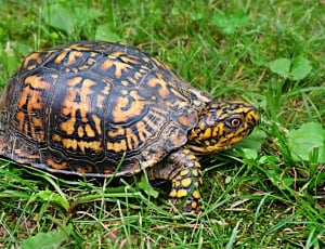 turtle crawling on ground with grass thumbnail