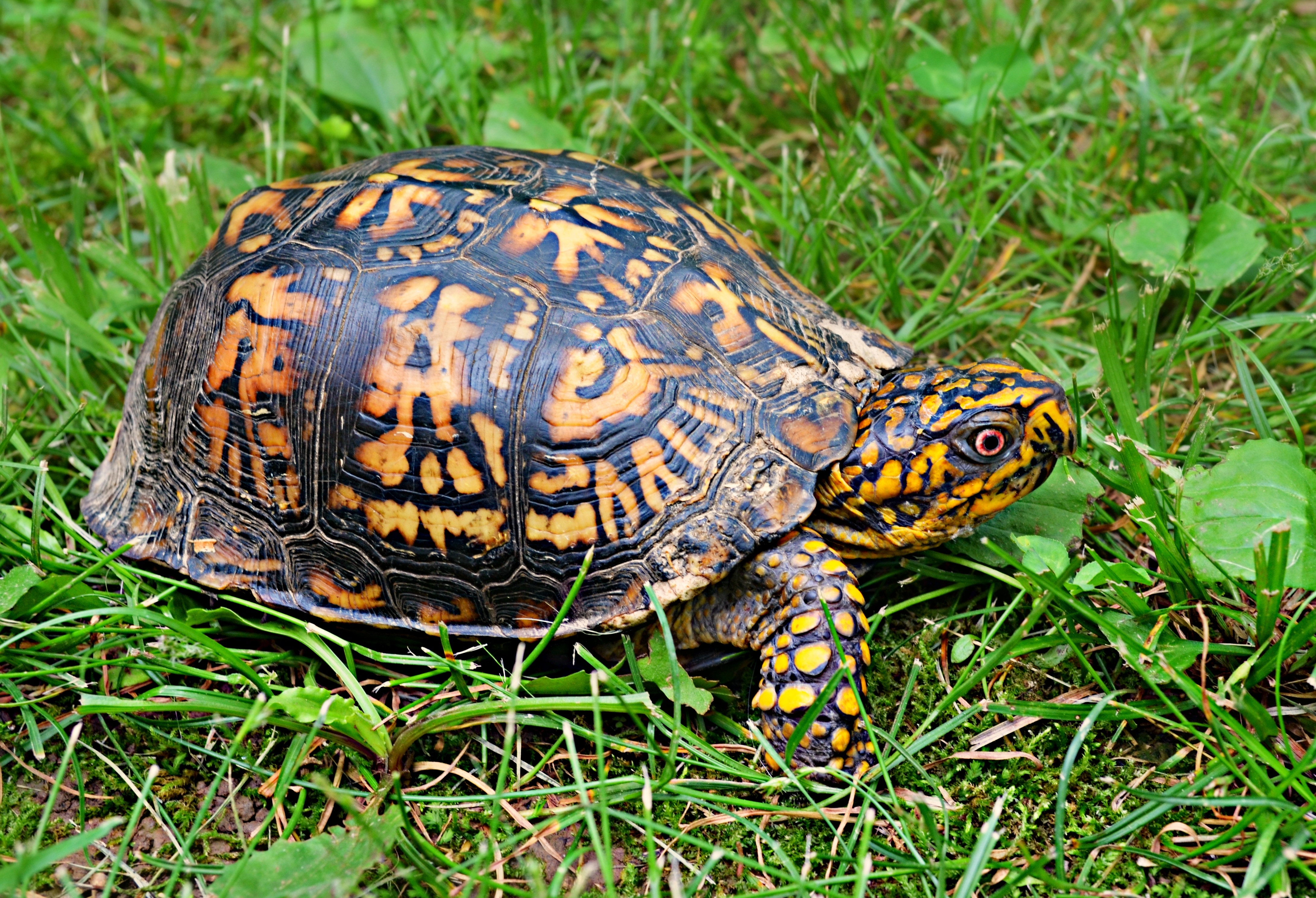 turtle crawling on ground with grass