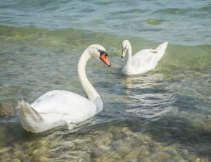 two swans top of body of water during daytime thumbnail