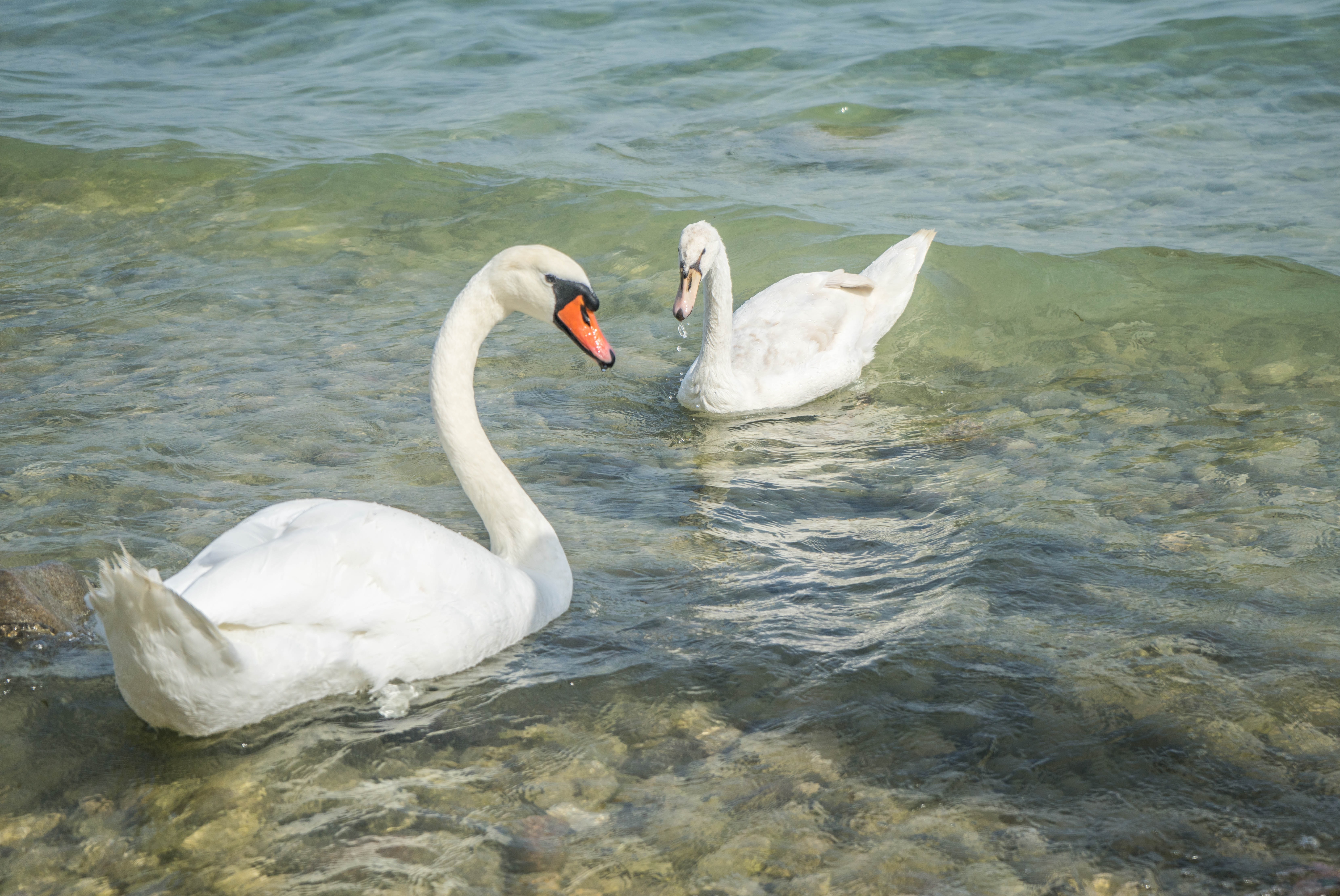 two swans top of body of water during daytime