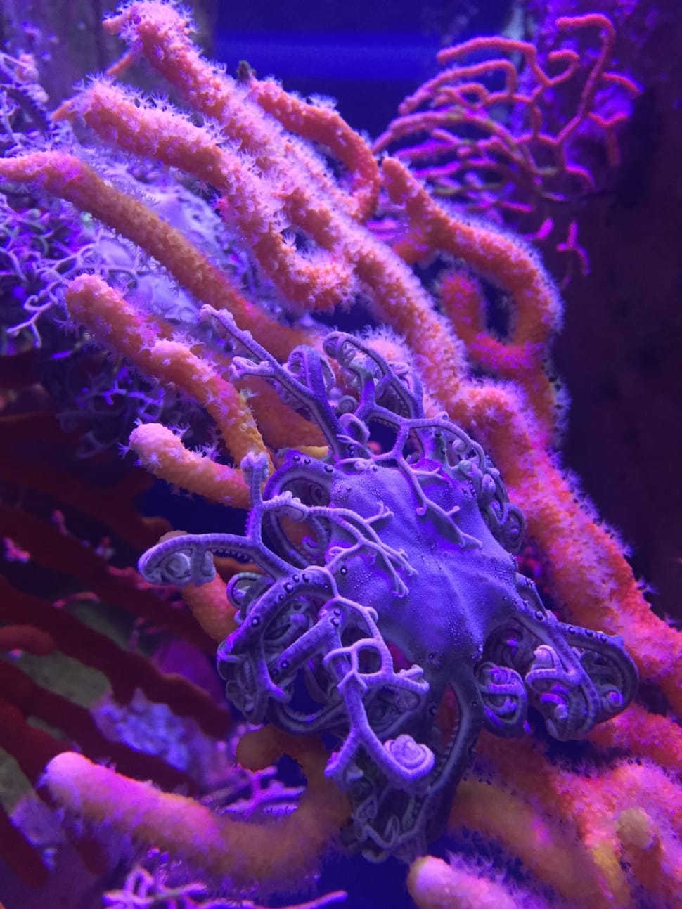 purple and pink corals preview