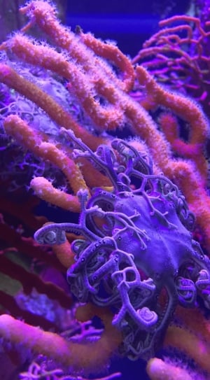 purple and pink corals thumbnail