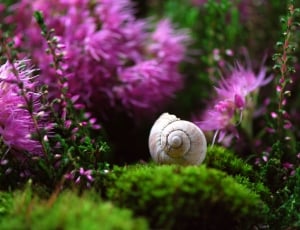 beige spiral shell and pink cluster petaled flower thumbnail