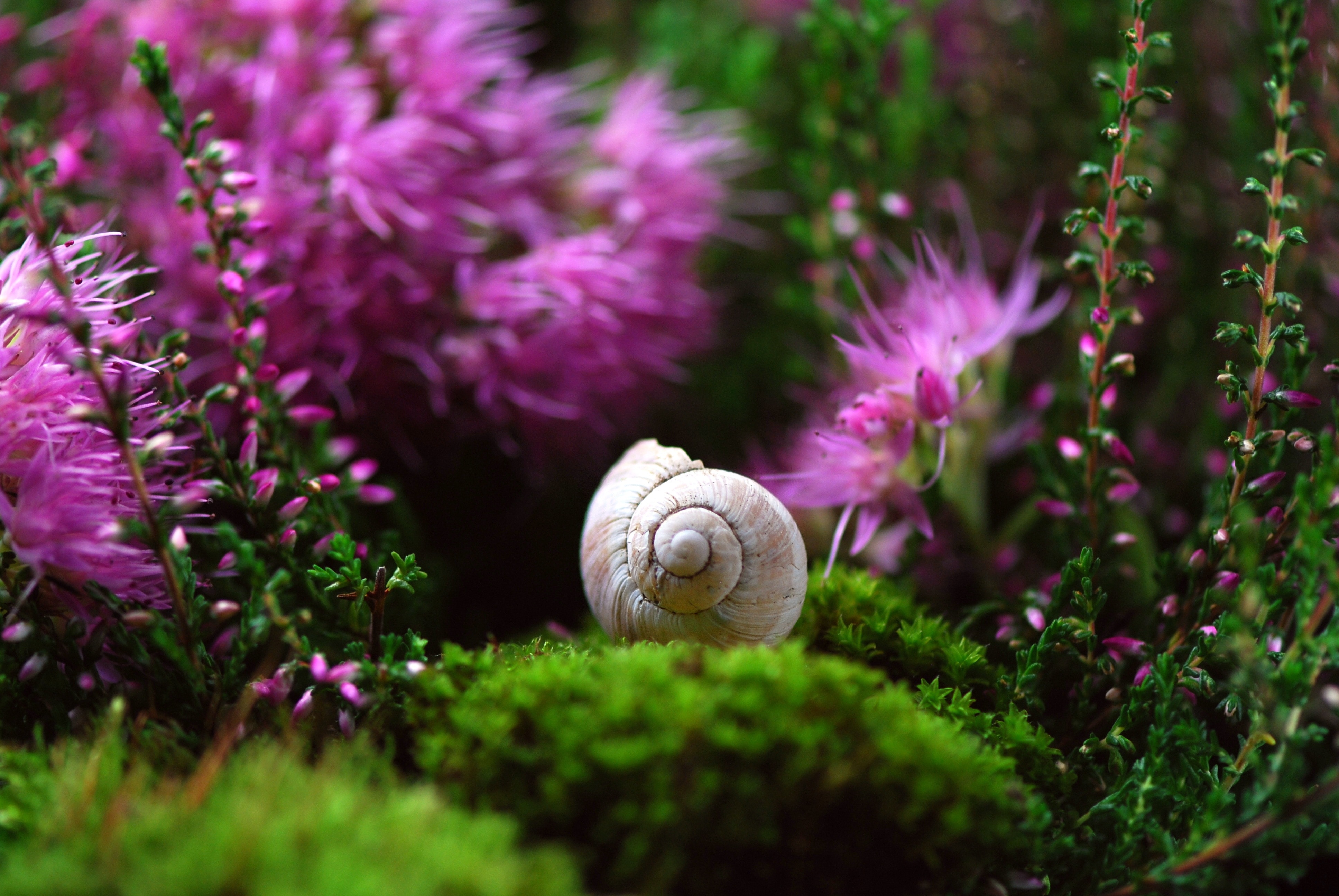 beige spiral shell and pink cluster petaled flower