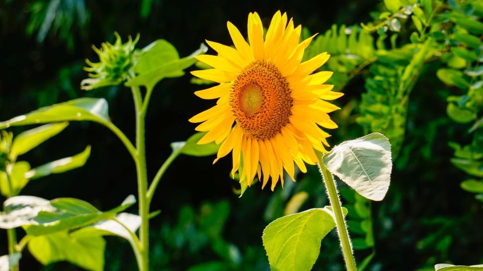 Sunflower, Nature, Flowers, flower, plant preview