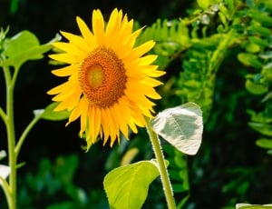 Sunflower, Nature, Flowers, flower, plant thumbnail
