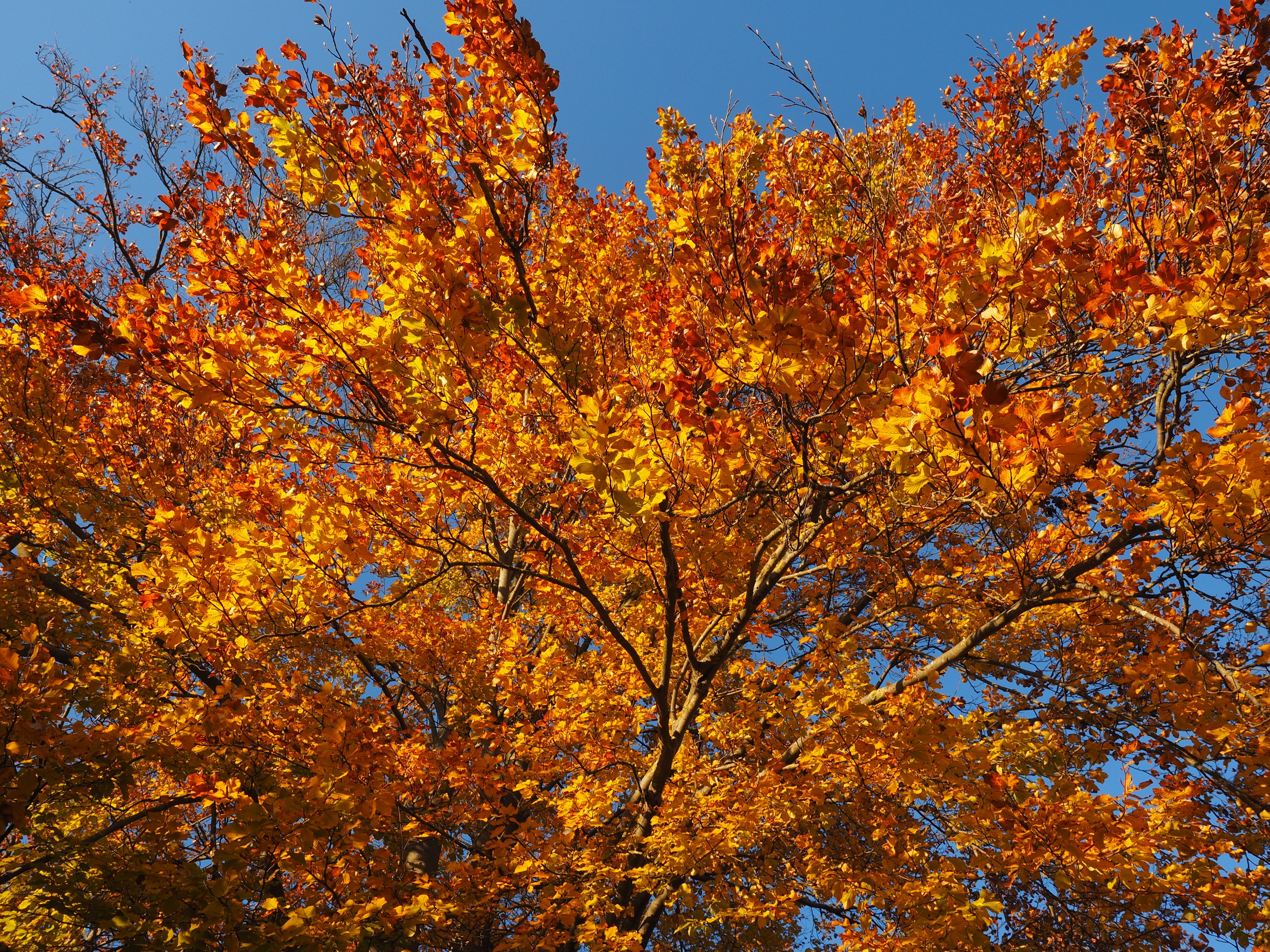 Дерево с золотыми листьями
