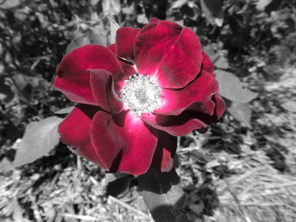 selective color photo of red poppy flower preview