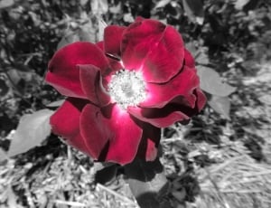 selective color photo of red poppy flower thumbnail