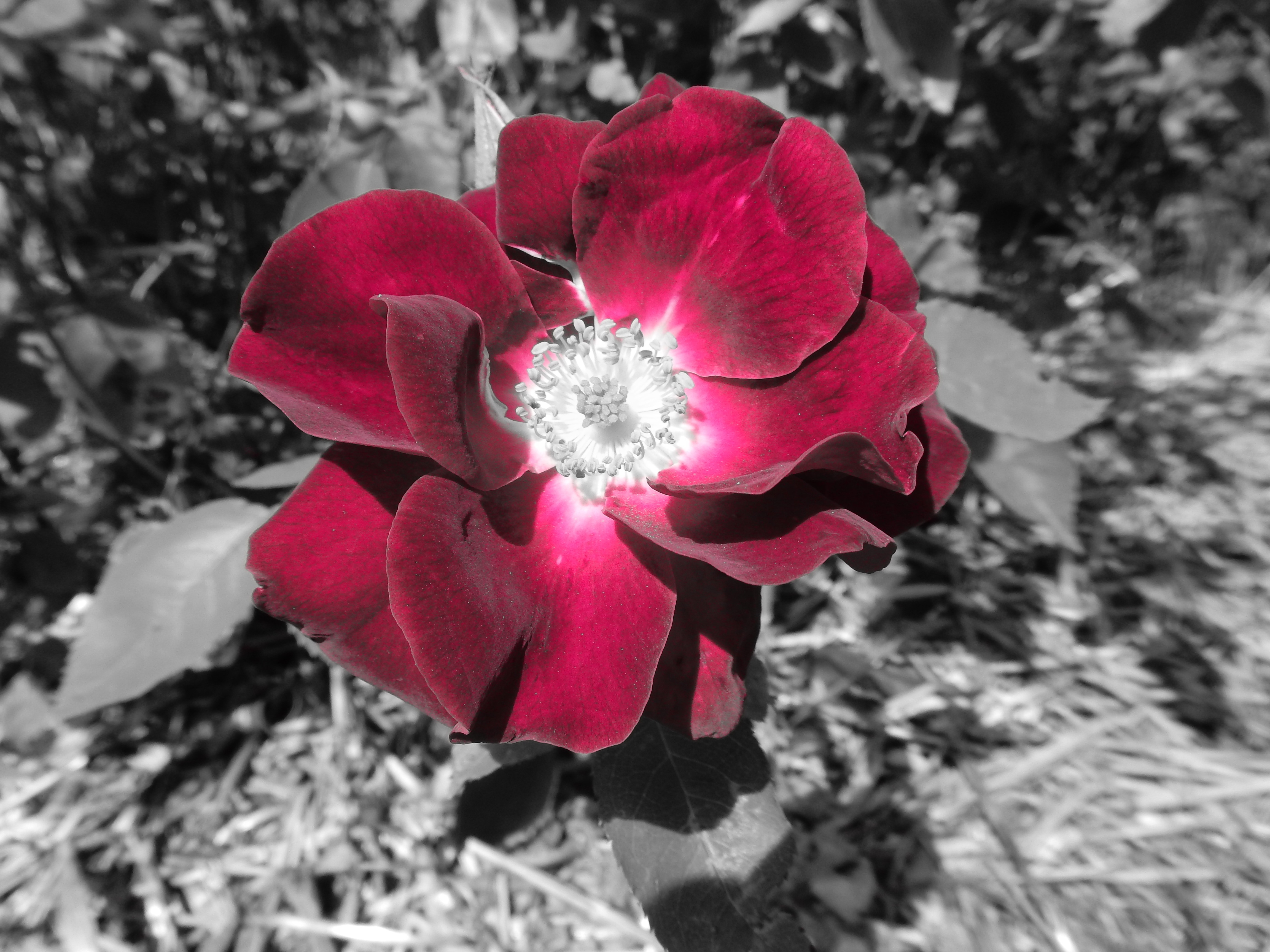 selective color photo of red poppy flower