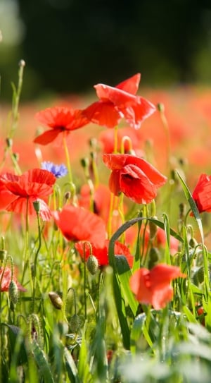 Field Of Poppies, Poppy, Poppies, flower, plant thumbnail